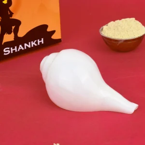 Regular Vamavarti Shankha (Conch Shell) Natural Blowing Shankh